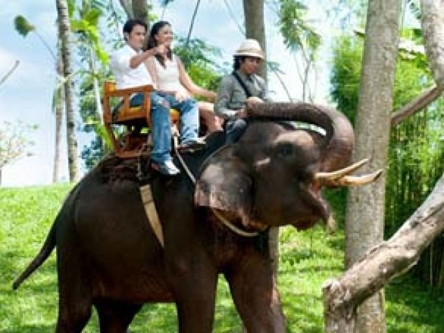 Elephant Ride Experience