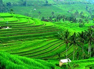 Sidemen rice terrace in Bali